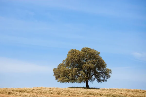 Einsamer Baum auf dem Hügel über blauem Himmel — Stockfoto