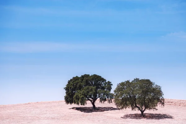 Dos árboles en la colina sobre el cielo azul — Foto de Stock