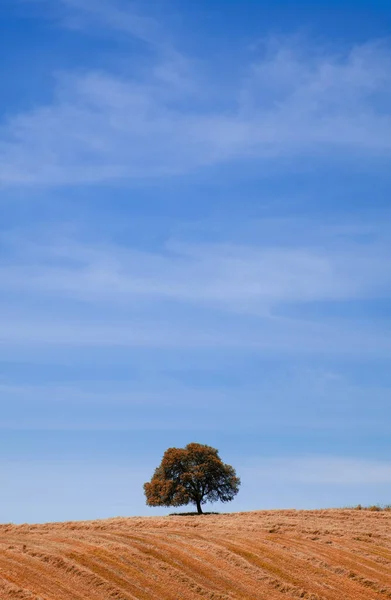 Сільський осінній пейзаж з самотнім деревом на пагорбі над б — стокове фото