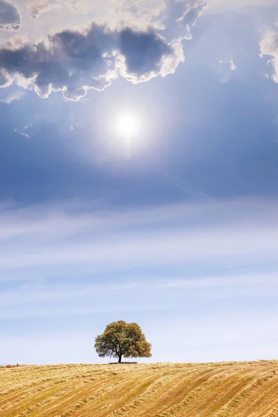 Mavi güneşli gökyüzü tepeden, yalnız ağaç — Stok fotoğraf