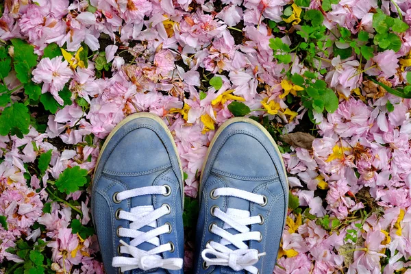 Zapatos azules sobre flor de cerezo — Foto de Stock