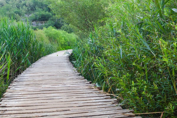 Caminho de madeira através de belo lago na floresta verde ensolarada — Fotografia de Stock