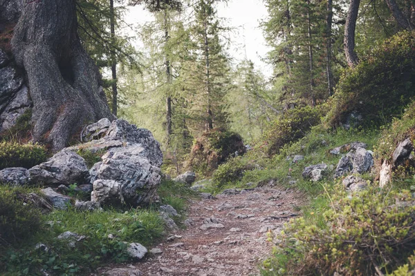 Caminho na floresta de verão verde — Fotografia de Stock