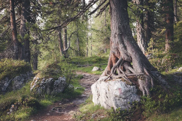 Caminho na floresta de verão verde — Fotografia de Stock