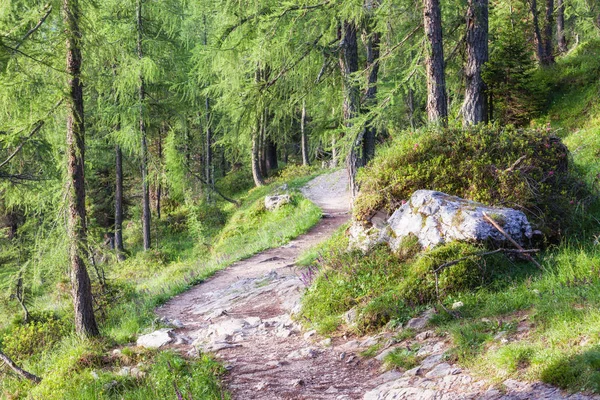 Path in green summer forest — Stock Photo, Image