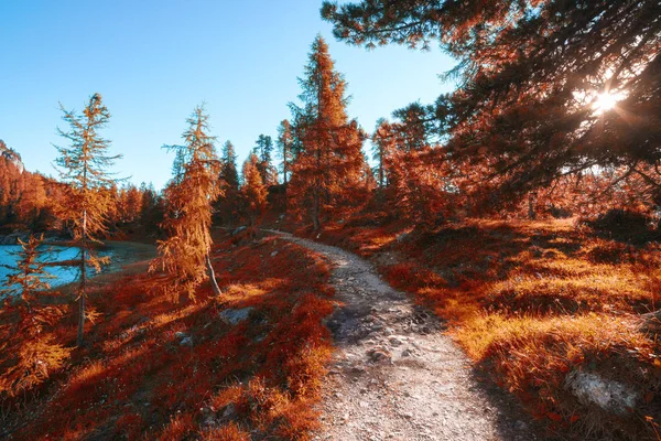 Montaña alpina bosque de otoño lago en día soleado — Foto de Stock