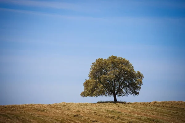 Árbol solitario en la colina sobre el cielo azul — Foto de Stock