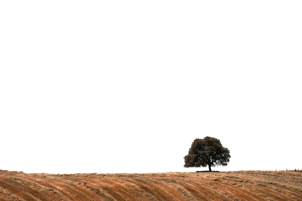 Ensamt träd på kullen över vit bakgrund — Stockfoto