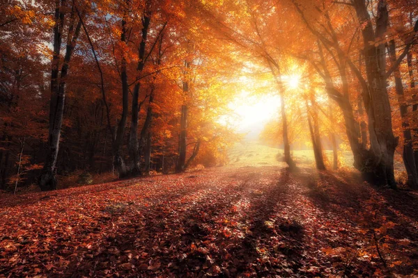 秋天的颜色树林，在阳光灿烂的日子 — 图库照片