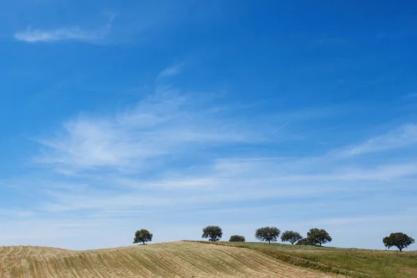 Сільський пейзаж з самотніми деревами на пагорбі — стокове фото