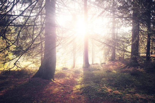 秋天的树林，在阳光明媚的早晨的复古风格照片 — 图库照片