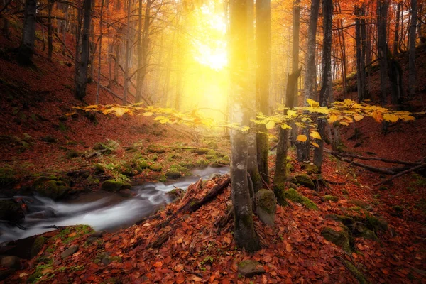 Höstens färger skog och liten vik — Stockfoto