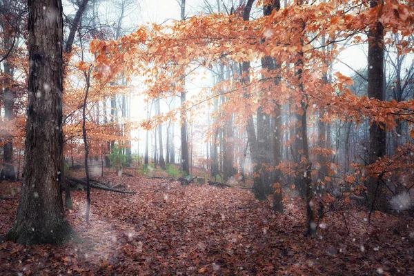 Fin automne journée enneigée dans la forêt — Photo