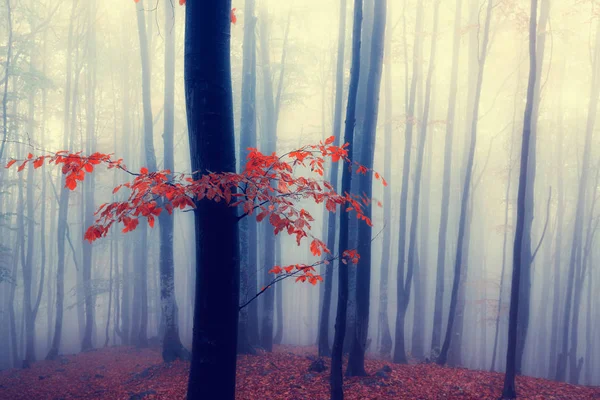 Forêt brumeuse d'automne — Photo