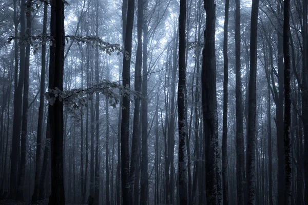 Jesień las mglisty w nocy — Zdjęcie stockowe
