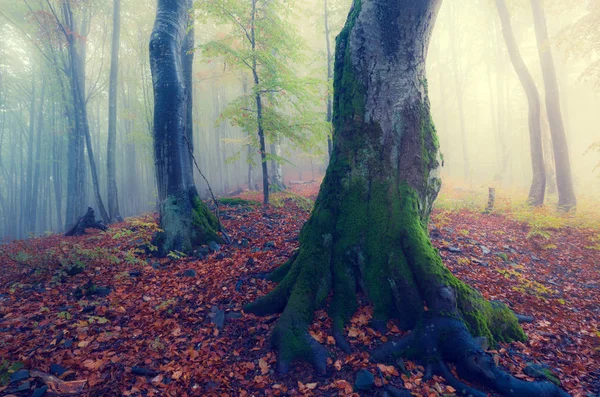 Autunno foresta nebbiosa — Foto Stock