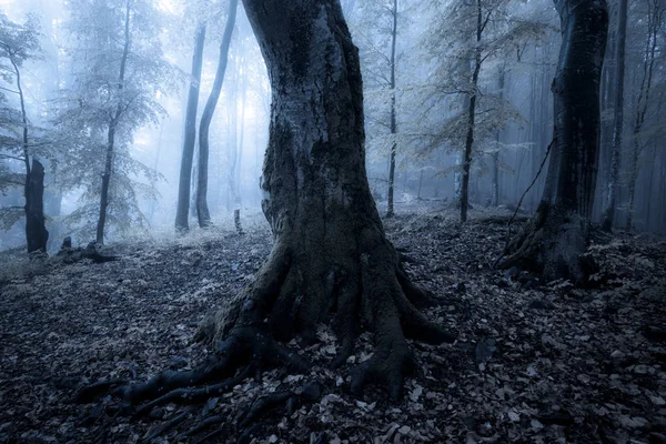 Autumn foggy forest at night — Stock Photo, Image