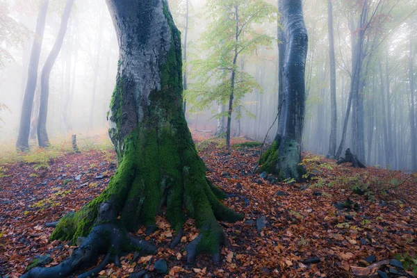 Floresta nebulosa de outono — Fotografia de Stock