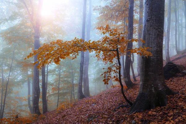 Autumn foggy sunny forest — Stock Photo, Image