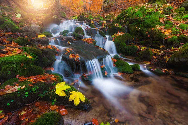 Bosque de otoño pequeño arroyo —  Fotos de Stock