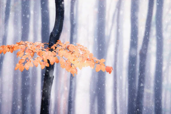 Late autumn snowy forest — Stock Photo, Image