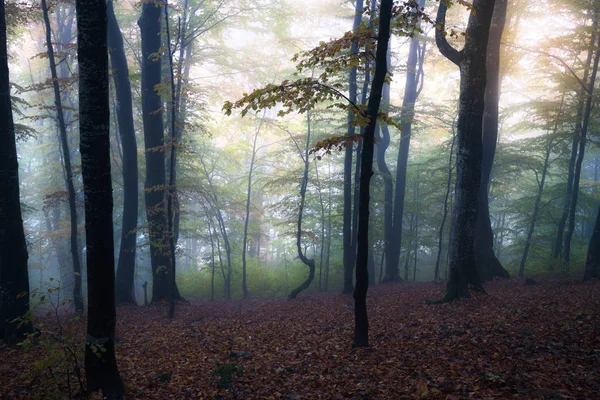 Podzimní mlhou les — Stock fotografie