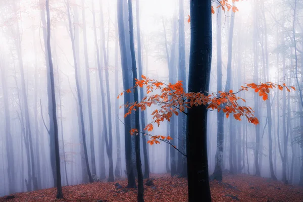 Autumn foggy forest — Stock Photo, Image