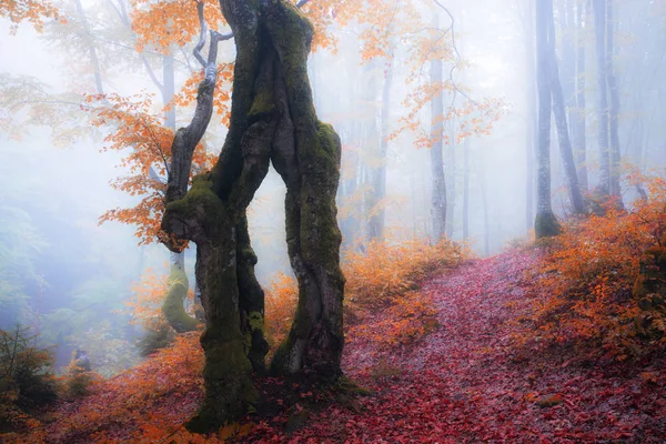 Jesień las mglisty — Zdjęcie stockowe