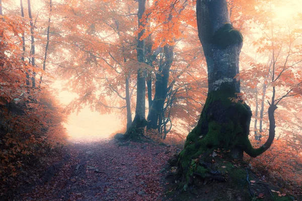 Autumn foggy forest — Stock Photo, Image