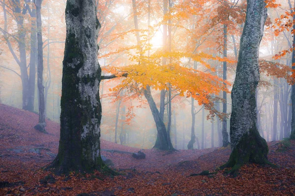Höstens dimmig skog — Stockfoto