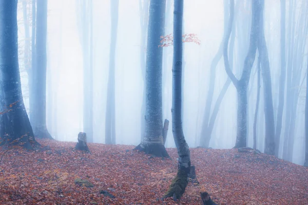 Sonbahar sisli orman — Stok fotoğraf