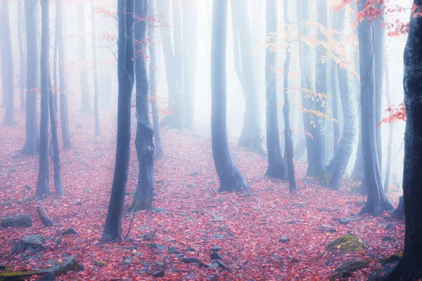 Herfst mistige bos — Stockfoto