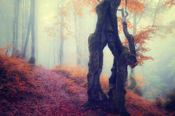 Bosque nublado de otoño —  Fotos de Stock