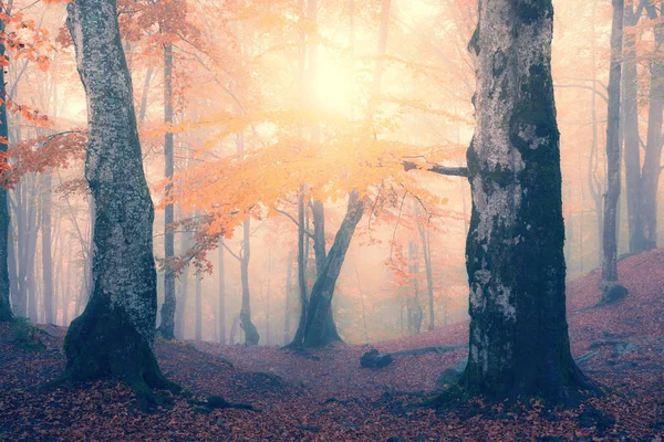 Autumn foggy forest — Stock Photo, Image