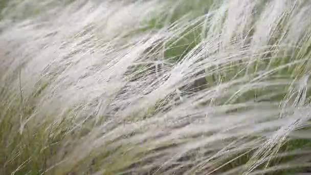 Herbe de plumes balançant dans le vent — Video