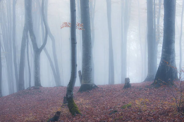 Autumn foggy forest — Stock Photo, Image