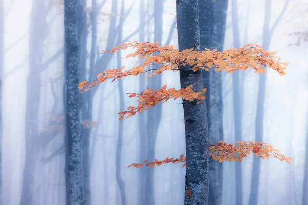 Autumn foggy forest — Stock Photo, Image