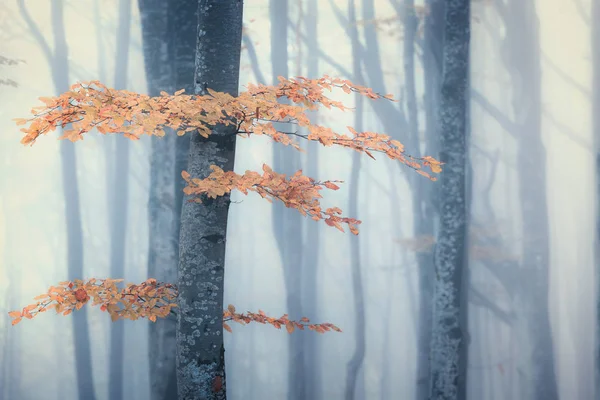 Bosque nublado de otoño — Foto de Stock