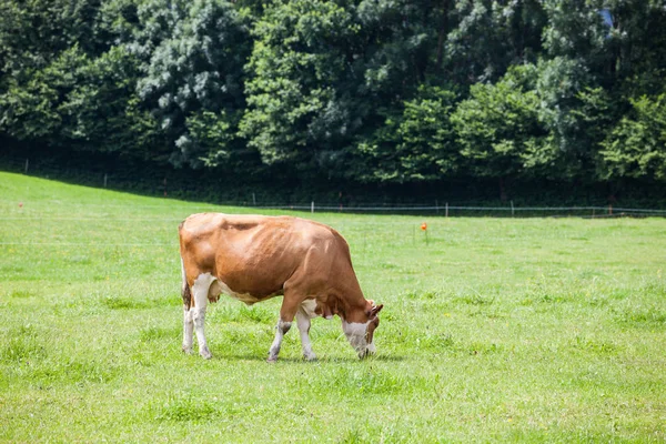 Vaca en el prado de verano de hierba verde alpina —  Fotos de Stock
