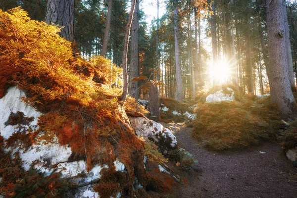 Sonbahar renk güneşli woodland — Stok fotoğraf