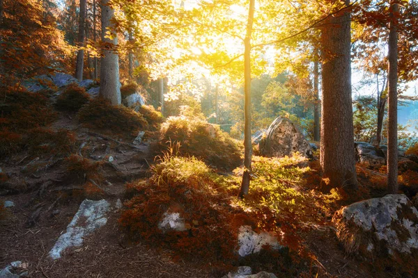 Autumn color sunny woodland — Stock Photo, Image