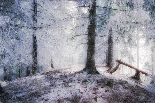Invierno bosque de hadas nevado —  Fotos de Stock