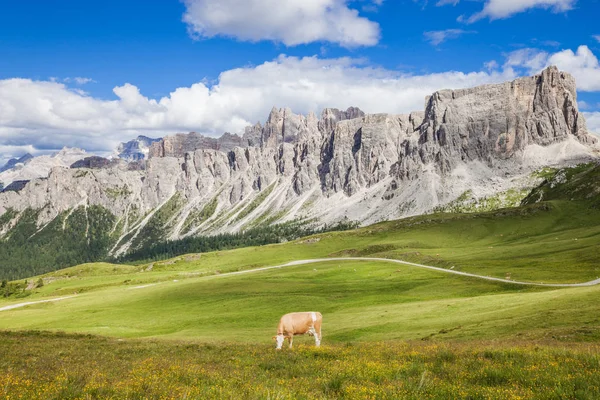 Vaca en el prado alpino de hierba verde — Foto de Stock