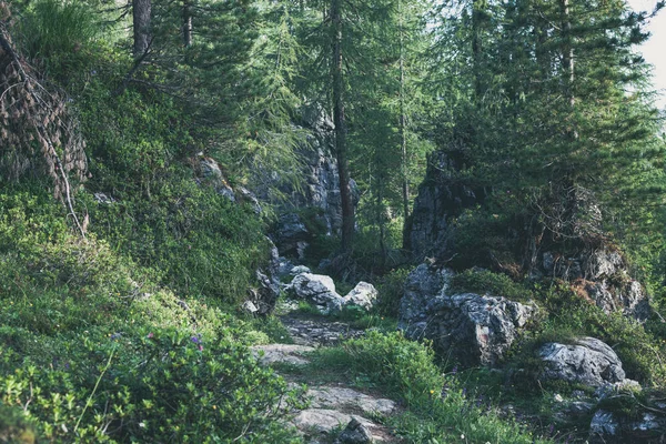 Green summer dark rocky forest — Stock Photo, Image