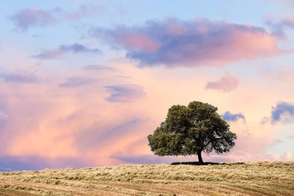 Большое дерево на вершине холма над закатным небом — стоковое фото
