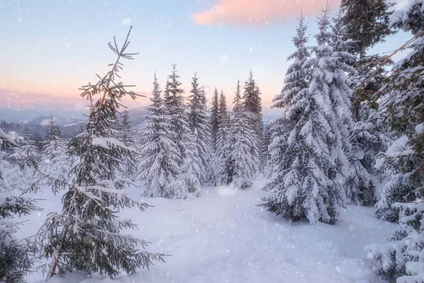 Snowy trees at the winter mountain hills — Stock Photo, Image