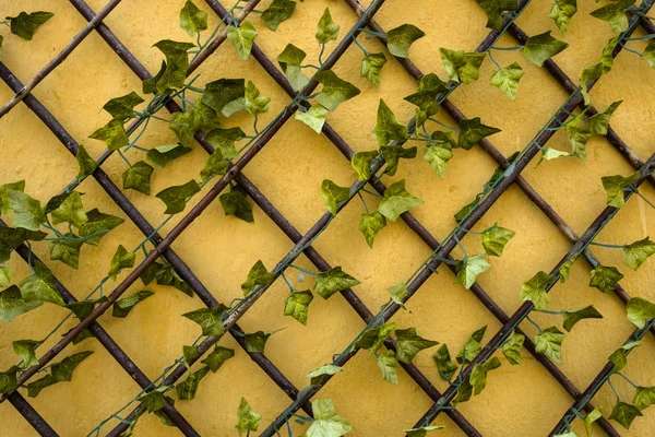 Plant on the wall — Stock Photo, Image