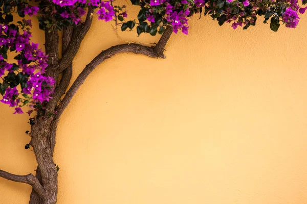 Árbol sobre la pared —  Fotos de Stock