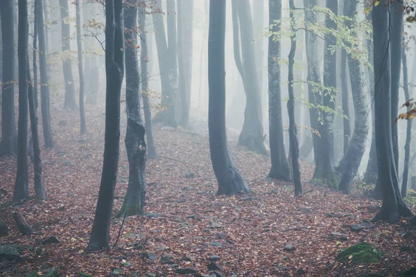 Bosque nublado de otoño — Foto de Stock