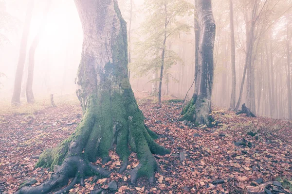 Outono floresta enevoada ensolarada — Fotografia de Stock